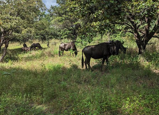malawi/liwonde-national-park/landmark/kuti-wildlife-reserve