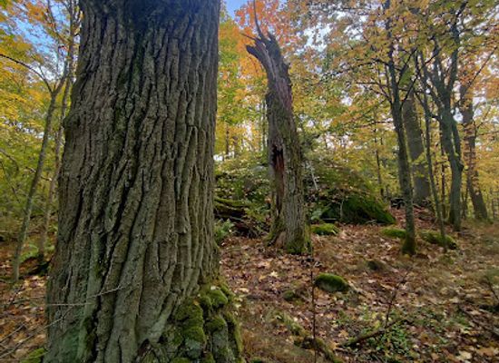 finland/turku/ruissalo/landmark/marjaniemi-nature-trail
