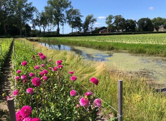 netherlands/bollenstreek/landmark/bollenstreek-wordt-bloemenstreek