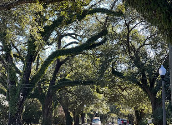 alabama/mobile/landmark/midtown-historic-district