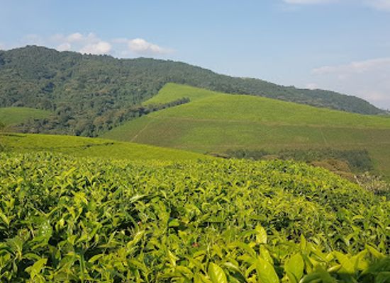 burundi/ngozi/landmark/kibira-national-park