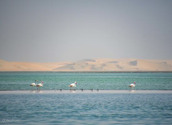 qatar/sealine-beach-resort/landmark/qatar-desert-flamingos-bird-photoshoot-in-sealine