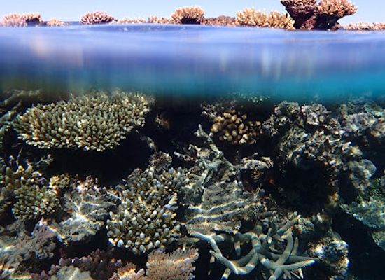 australia/ningaloo-reef/landmark/coral-sea-dreaming-dive-and-sail