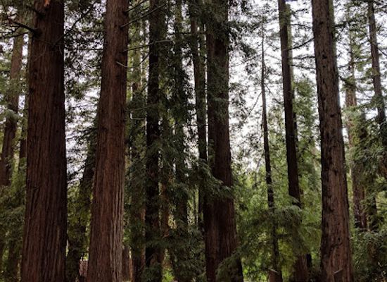 california/silicon-valley/landmark/redwood-grove-nature-preserve
