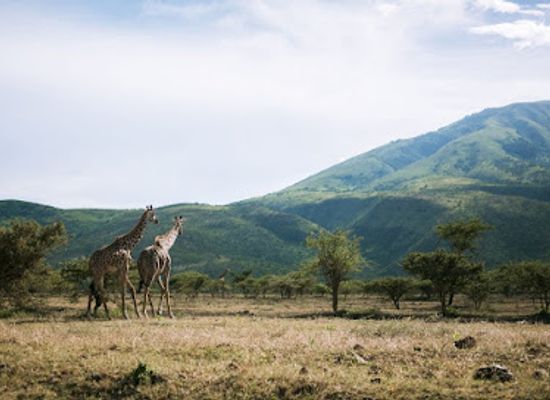 tanzania/northern-zone/landmark/suricata-safaris