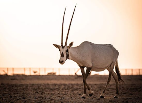 oman/al-wusta-governorate/landmark/arabian-oryx-sanctuary