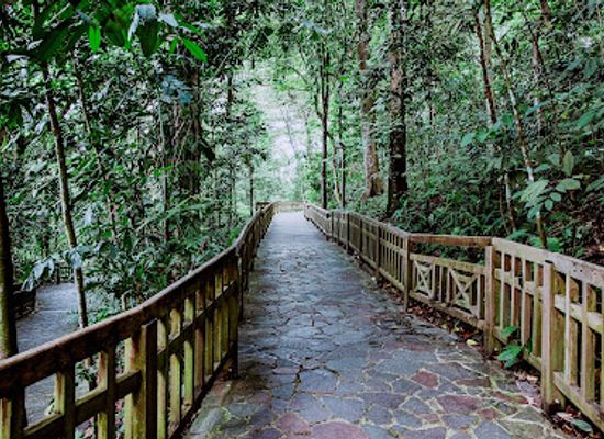 singapore/bukit-batok/landmark/bukit-timah-nature-reserve-btnr-hindhede