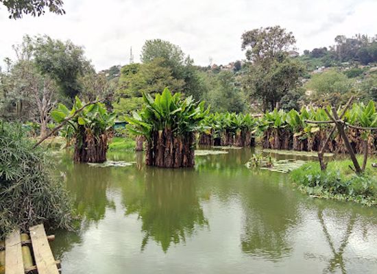 madagascar/antananarivo/landmark/tsimbazaza-zoo-and-botanical-gardens