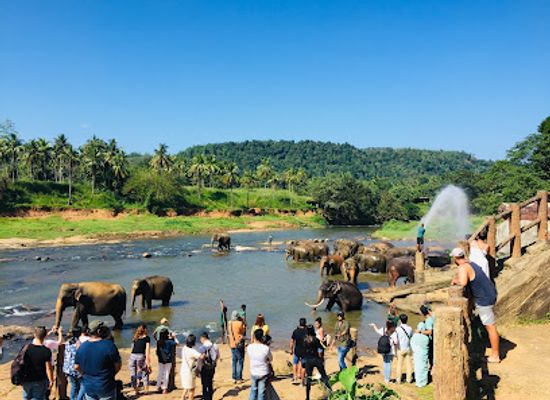 sri-lanka/ruhuna/landmark/pinnawala-elephant-orphanage