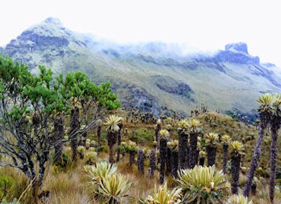 colombia/insular-region/landmark/los-nevados-national-park