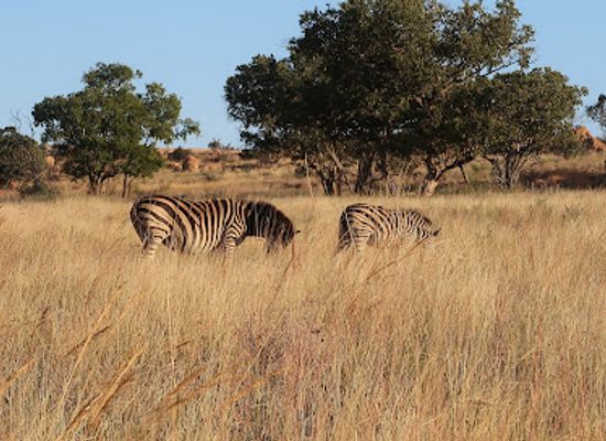 south-africa/bushveld/landmark/dinokeng-game-reserve