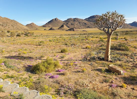 south-africa/namaqualand/landmark/goegap-nature-reserve-springbok