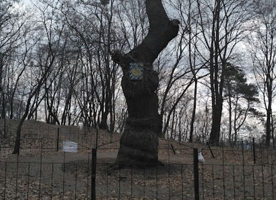 ukraine/kyiv-reservoir/landmark/birch-grove