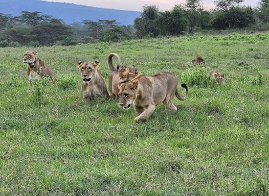 kenya/lake-nakuru-national-park/landmark/lion-hill-lookout