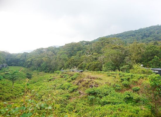 sri-lanka/ruhuna/landmark/sinharaja-forest-reserve