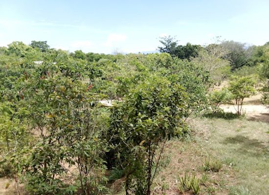 sri-lanka/uva-province/landmark/trekking-uva-province-with-raj
