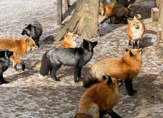 japan/tohoku/landmark/zao-fox-village