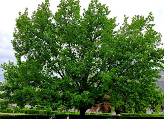 kazakhstan/central-kazakhstan/landmark/giant-oak-at-the-square-of-independence