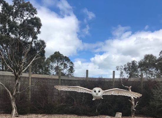 australia/mornington-peninsula/landmark/moonlit-sanctuary-wildlife-conservation-park