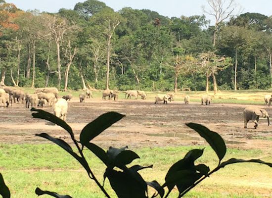 central-african-republic/sangha-mbaere/landmark/dzanga-bai-the-village-of-elephants