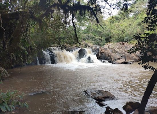 kenya/coastal-region/landmark/kakamega-forest