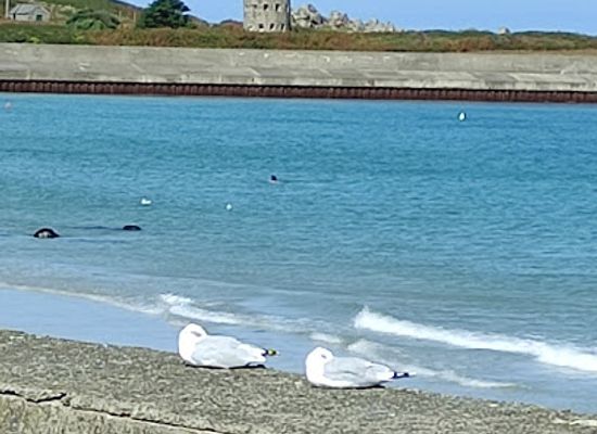 guernsey/l-ancresse-bay/landmark/l-ancresse-golf-course