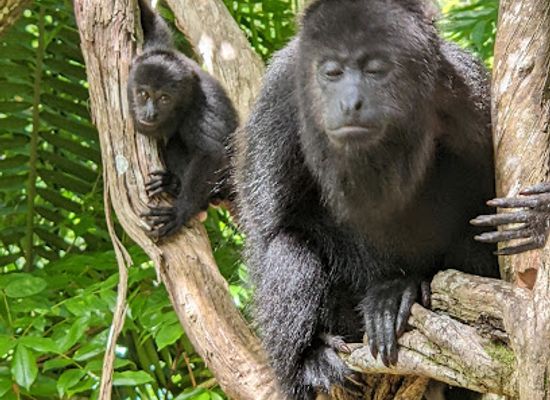 belize/cockscomb-basin-wildlife-sanctuary/landmark/community-baboon-sanctuary-visitor-center-and-museum-a-black-howler-monkey-sanctuary