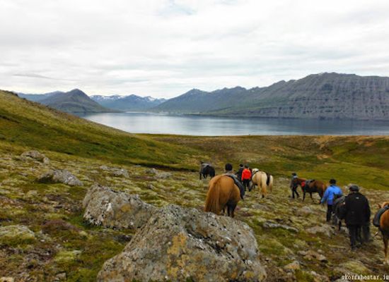 iceland/east-fjords/landmark/skorrahestar-icelandic-horse-rental-and-accommodation