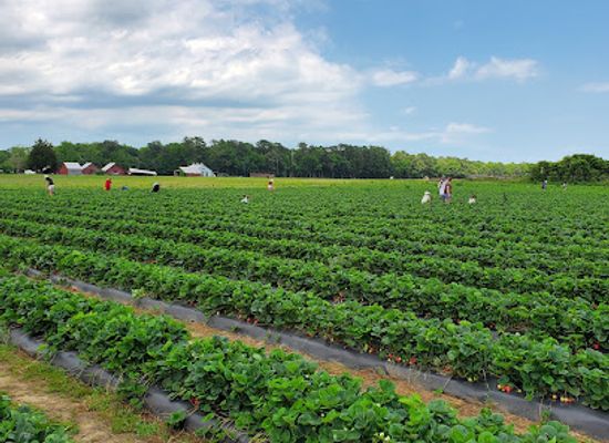 virginia/virginia-beach/landmark/flanagan-farms