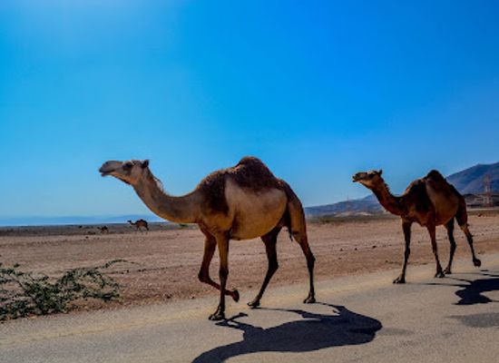 morocco/agadir/landmark/dar-souss-loisir-things-to-do-in-agadir-randonnee-de-dromadaire-a-agadir-camel-ride-in-agadir-kamelreiten-in-agadir