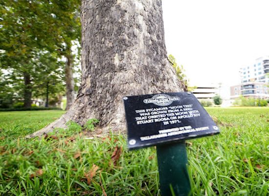 florida/tallahassee/landmark/apollo-14-moon-tree