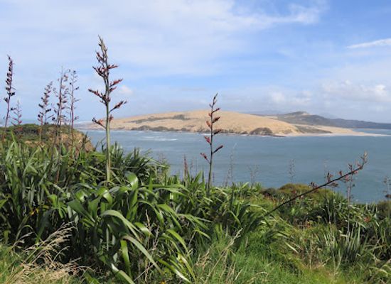 new-zealand/northland/landmark/tane-mahuta