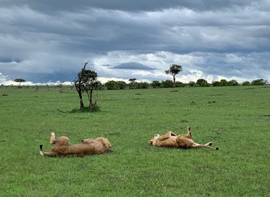 tanzania/masai-steppe/landmark/naboisho-conservancy