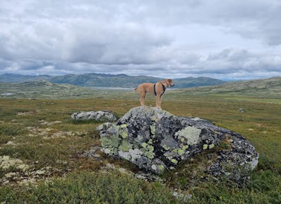 norway/vestfold-og-telemark/landmark/sonstevatten-trail