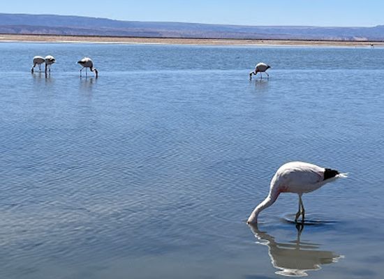 chile/antofagasta-region/landmark/laguna-chaxa-park