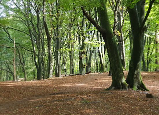netherlands/veluwe-national-park/landmark/boswachterij-speulderbos