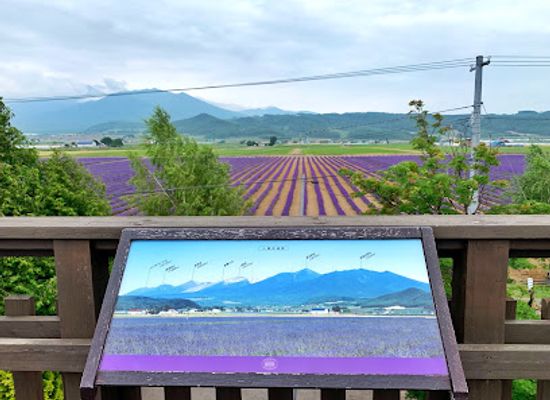 japan/hokkaido/landmark/farm-tomita-lavender-east