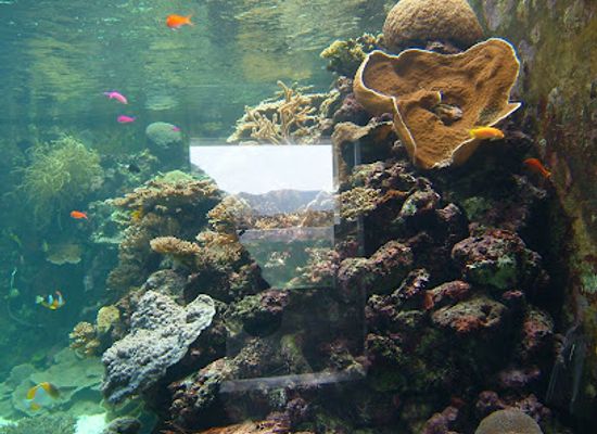 palau/ngeruangel-reef/landmark/palau-aquarium