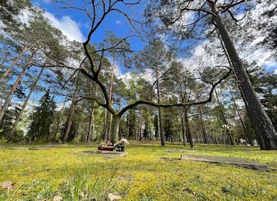 germany/brandenburg/landmark/halbe-forest-cemetery