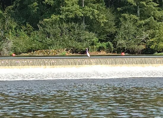 louisiana/caddo-lake/landmark/caddo-lake-dam
