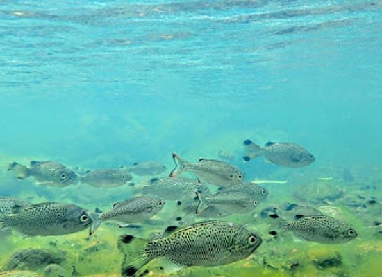 palau/ngeruangel-reef/landmark/ngardmau-waterfalls