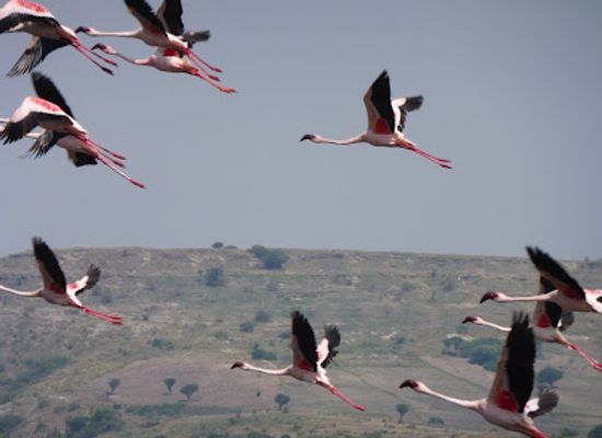 uganda/entebbe/landmark/wild-discoveries-safaris-uganda