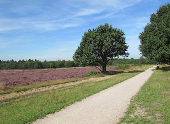 netherlands/gooi/landmark/hoorneboegse-heide
