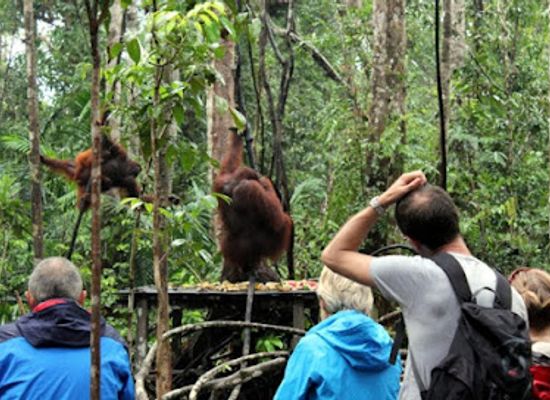 indonesia/tanjung-puting-national-park/landmark/cv-dolphindo-orangutan-tour-tanjung-puting
