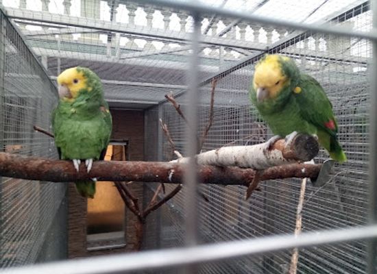 czechia/south-moravia/landmark/parrot-zoo