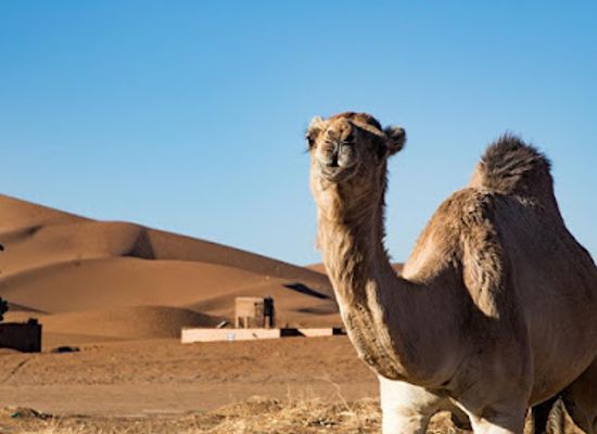 morocco/sahara-desert/landmark/morocco-desert-tours-camel-trekking-sahara-relax