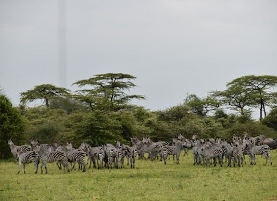 tanzania/coastal-zone/landmark/nyerere-national-park