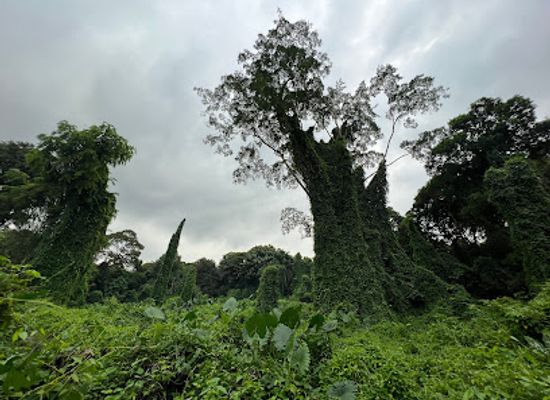 singapore/novena/landmark/bukit-brown-avatar-trees
