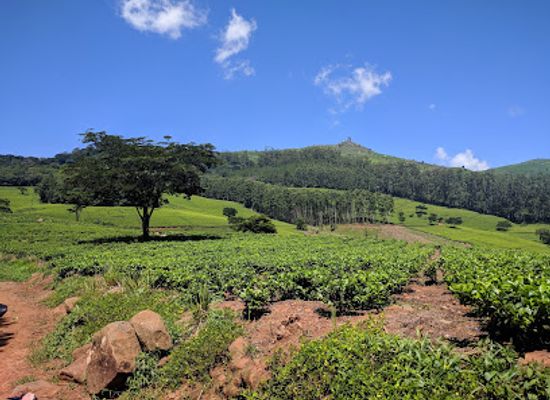 malawi/zomba-plateau/landmark/satemwa-tea-coffee-estate
