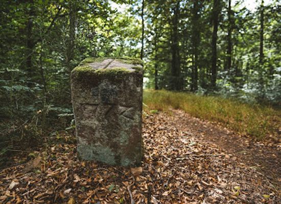 germany/upper-palatinate/landmark/romerstrasse-im-pfalzerwald